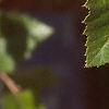 Betula nigra, leaves