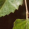 Betula nigra, leaves