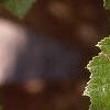 Betula nigra, leaves