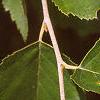 Betula nigra, leaves