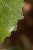 Betula nigra, leaves