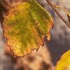 Betula nigra, fall color