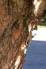 Betula nigra, bark