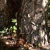 Betula nigra, bark