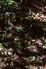Betula nigra, bark