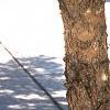 Betula nigra, bark