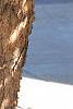 Betula nigra, bark