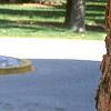 Betula nigra, bark