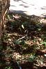 Betula nigra, bark