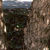 Betula nigra, bark