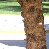 Betula nigra, bark