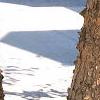 Betula nigra, bark