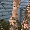 Betula nigra, bark