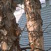 Betula nigra, bark