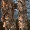 Betula nigra, bark
