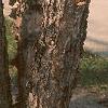 Betula nigra, bark