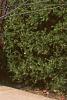 Betula nigra, bark