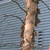 Betula nigra, bark
