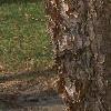 Betula nigra, bark