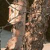 Betula nigra, bark