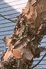 Betula nigra, bark