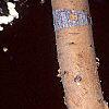 Betula nigra 'Heritage', bark