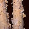 Betula nigra 'Heritage', bark