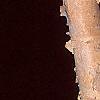 Betula nigra 'Heritage', bark
