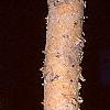 Betula nigra 'Heritage', bark