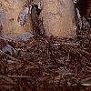 Betula nigra 'Heritage', bark