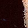 Betula nigra 'Heritage', bark