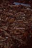 Betula nigra 'Heritage', bark
