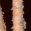 Betula nigra 'Heritage', bark