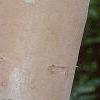 Betula nigra 'Heritage', bark