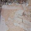Betula nigra 'Heritage', bark