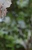 Betula nigra 'Heritage', bark