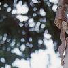 Betula nigra 'Heritage', bark