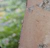 Betula nigra 'Heritage', bark