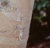 Betula nigra 'Heritage', bark