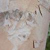 Betula nigra 'Heritage', bark