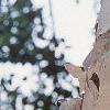 Betula nigra 'Heritage', bark