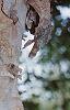 Betula nigra 'Heritage', bark