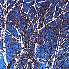 Betula papyrifera, habit