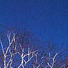 Betula papyrifera, habit