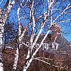 Betula papyrifera, habit