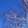 Betula papyrifera, habit