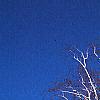 Betula papyrifera, habit