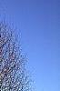 Betula papyrifera, habit