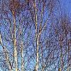 Betula papyrifera, habit