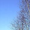 Betula papyrifera, habit